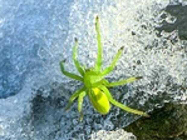 Ярко-зеленый паук / Фото: Роман и Татьяна Воробьевы