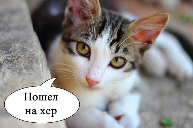 О чем на самом деле думают коты