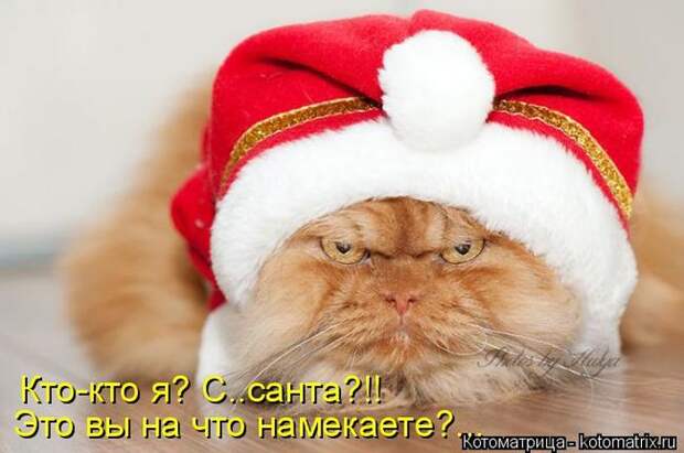Лучшие котоматрицы недели (50 фото) Лучшие котоматрицы недели (50 фото)