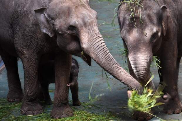 Пара слонов в Московском зоопарке и их детёныш Филимон. Фото: © РИА Новости/Владимир Вяткин