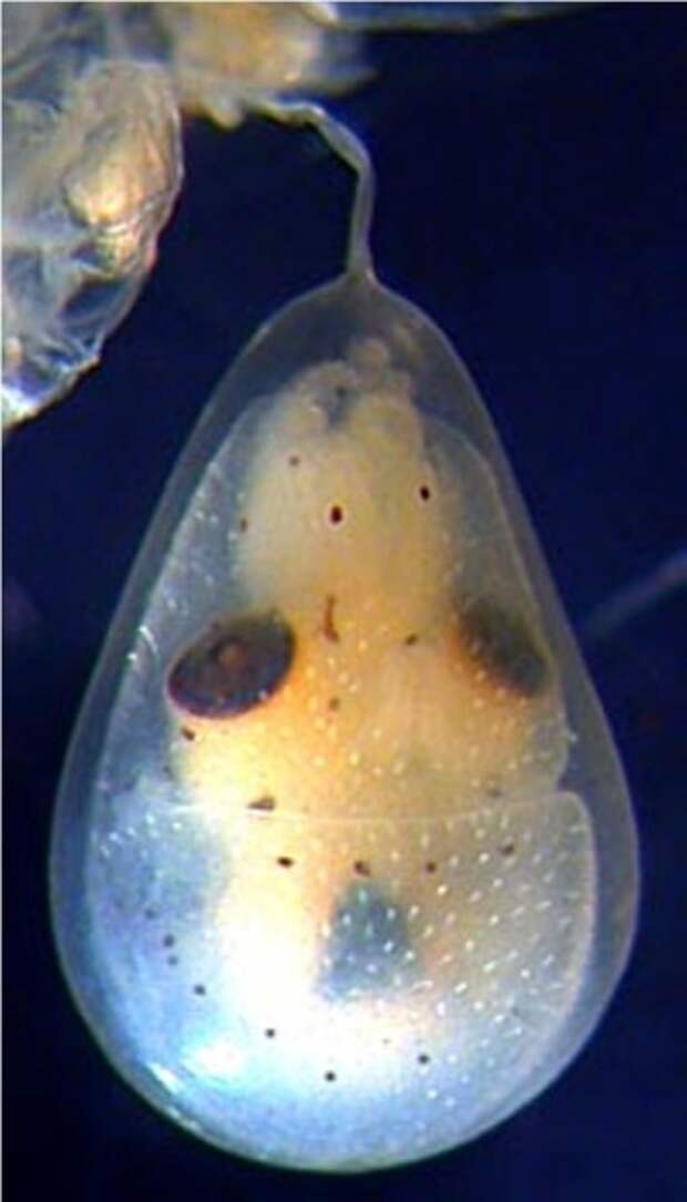 Увеличенное изображение яйца Tremoctopus Sp.