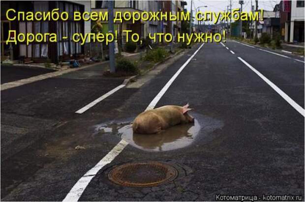 Котоматрицы(картинки с надписями)