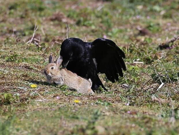 Драматическая фотоистория спасения крольчонка от вороны в мире, ворона, животные, кролик, спасение, фотограф, фотоистория
