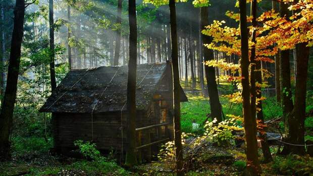 houseinwood02 Самые красивые дома в лесу