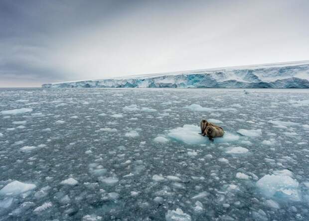 Почему моржи беззащитны перед таянием льдов и могут не выжить в новой Арктике