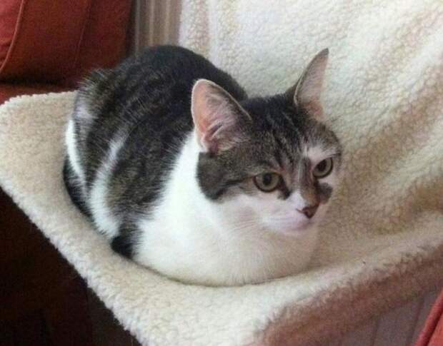 кот