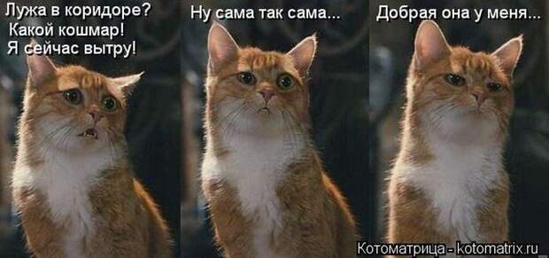 Лучшие котоматрицы недели Лучшие котоматрицы недели