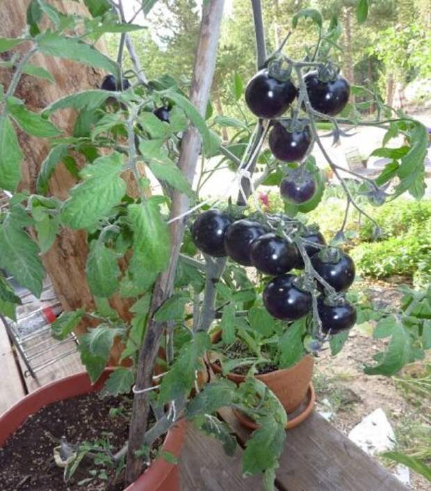 черные помидоры 
