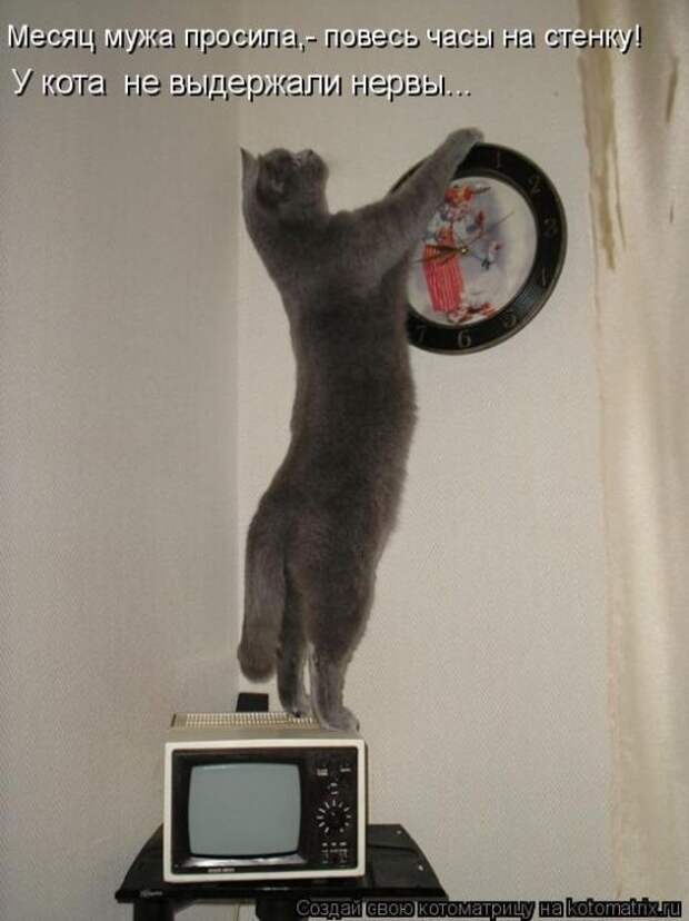 Кот Который Смотрит На Часы