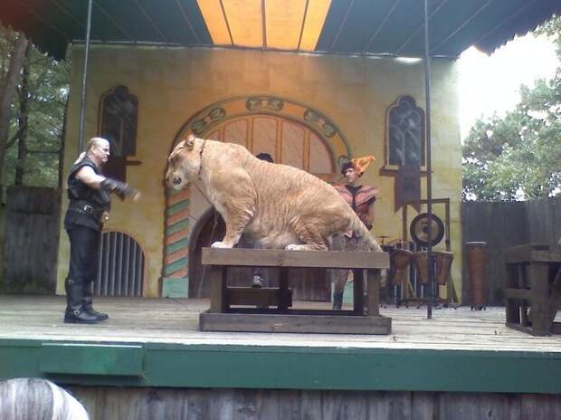 Самая большая кошка в мире - лигр. Гибрид льва и тигра Самая большая кошка в мире - лигр. Гибрид льва и тигра