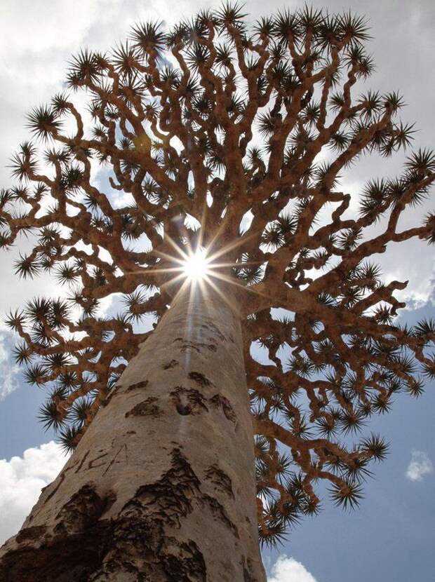 Удивительный остров Сокотра Socotra09 Удивительный остров Сокотра