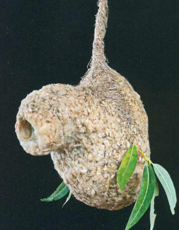Beutelmeise