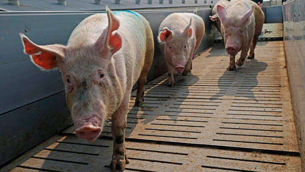 В России упали цены на свиную продукцию