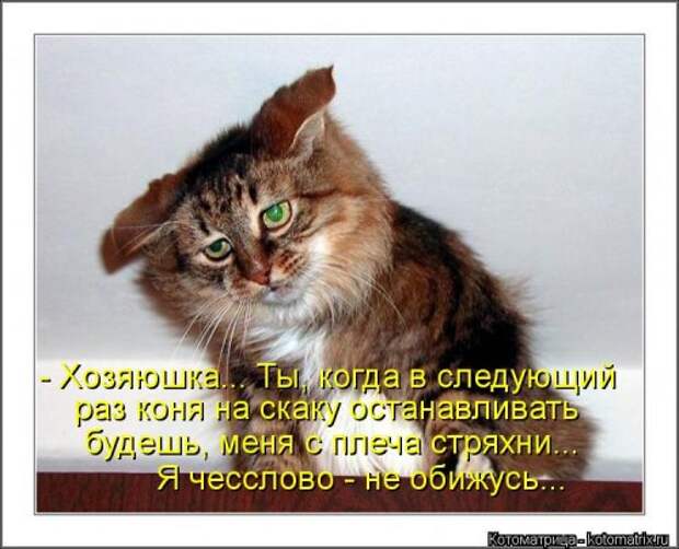 Новые смешные котоматрицы (36 шт)