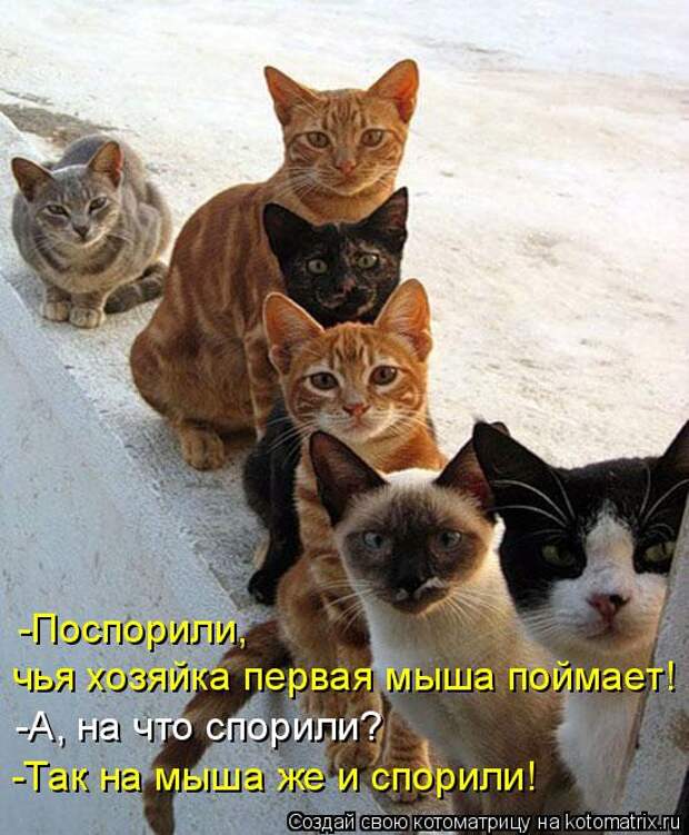 Новые котоматрицы с классным задором (30 фото)