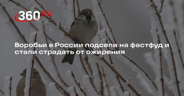 Воробьи в России подсели на фастфуд и стали страдать от ожирения