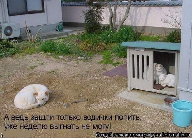 прикол, животные собаки