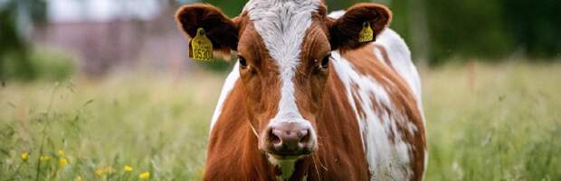 Более 215 тысяч голов скота зарегистрировано в Мангистауском районе