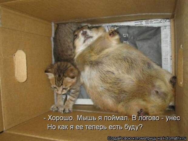 Лучшие котоматрицы недели Лучшие котоматрицы недели
