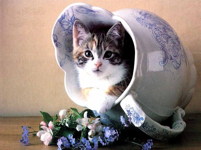 Коты,кошки,котята...
