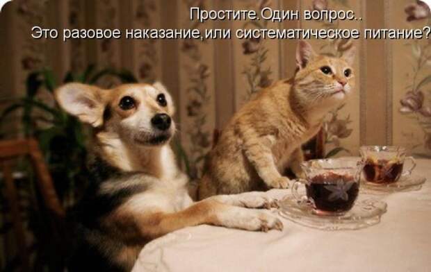 Лучшие котоматрицы недели Лучшие котоматрицы недели