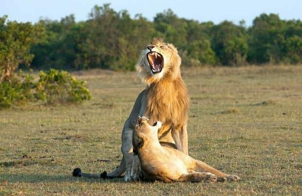 Когда львицы готовы к спариванию, они поднимают хвост и начинают ластиться к самцам животные, заповедник, лев, львица, масаи-мара, спаривание, фотография