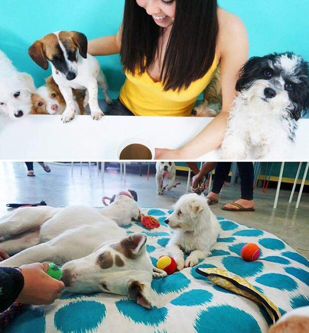 Мир Барби, единение с природой: необычные рестораны, в существование которых трудно поверить (фото)