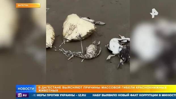 Массовую гибель краснокнижных животных зафиксировали в Дагестане