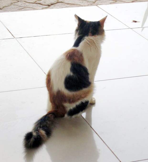 28 обаятельных животных с уникальным природным окрасом животные, окрас