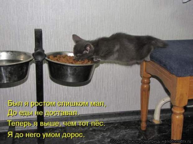 Котоматрицы(картинки с надписями)