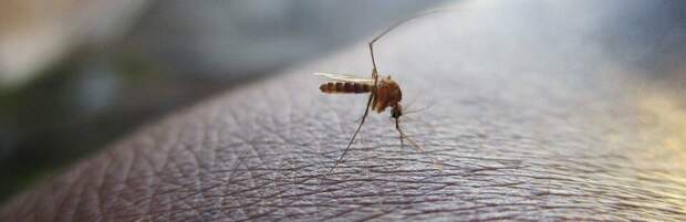 Топ-10 эффективных способов борьбы с комарами