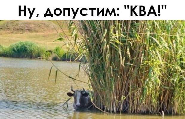 Задорные картинки о девушках, мотивации и котиках 