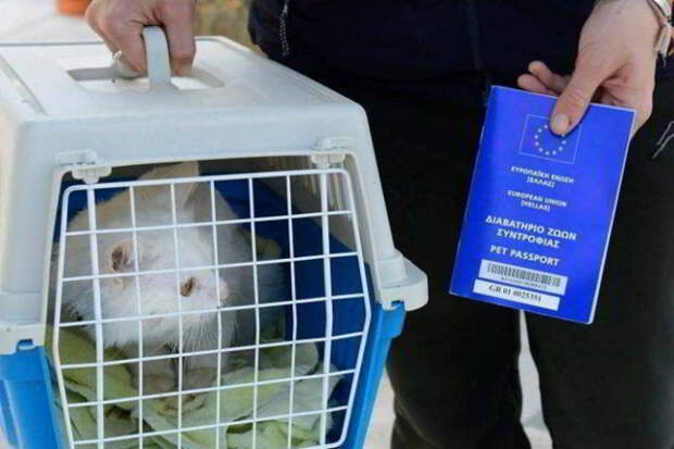 Кот, который преодолел полмира, чтобы вернуться в семью