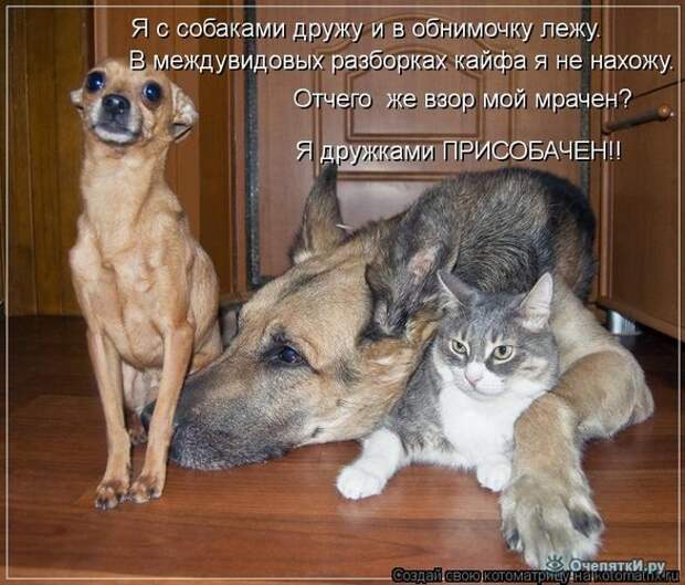 Смешные кошки в котоматрице 28