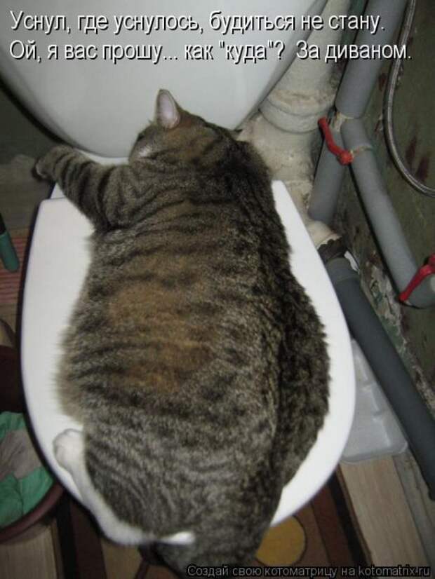 Котоматрицы(картинки с надписями)