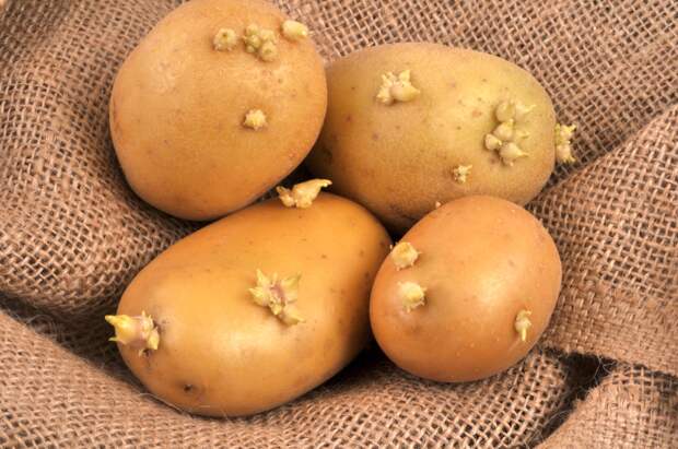 Россиянам назвали признаки способного вызвать отравление картофеля