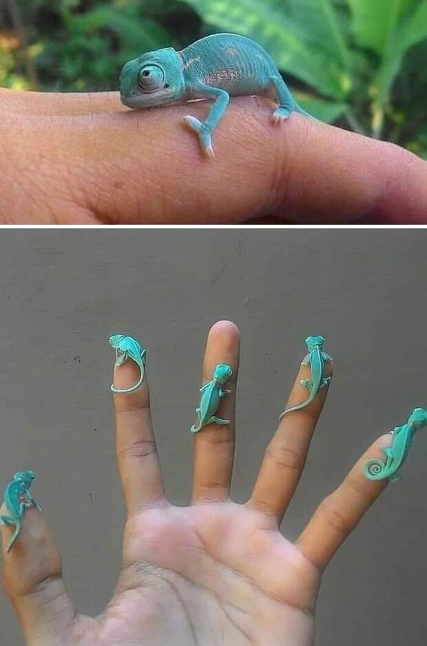 Снимки необычных крошечных животных, которые помещаются на пальцах