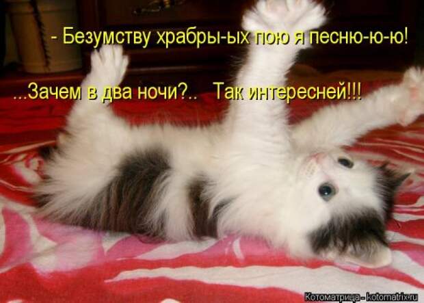 Новые смешные котоматрицы (36 шт)