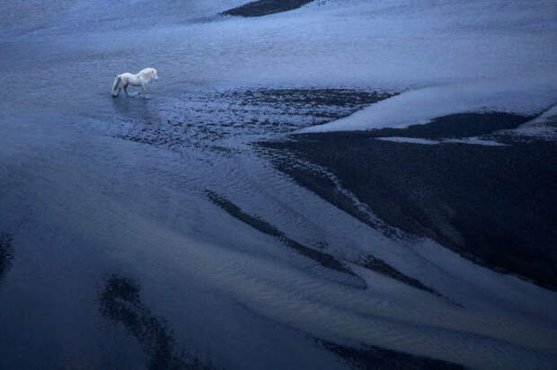 Белоснежная лошадь на фоне синей воды и черного вулканического песка в одном из уголков таинственной Исландии.