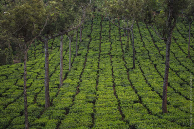 Красота индийских чайных плантаций