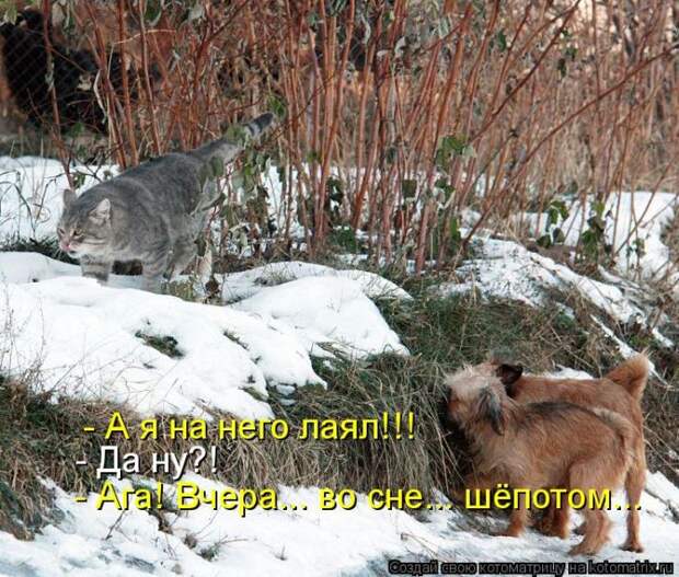 Лучшие котоматрицы недели Лучшие котоматрицы недели