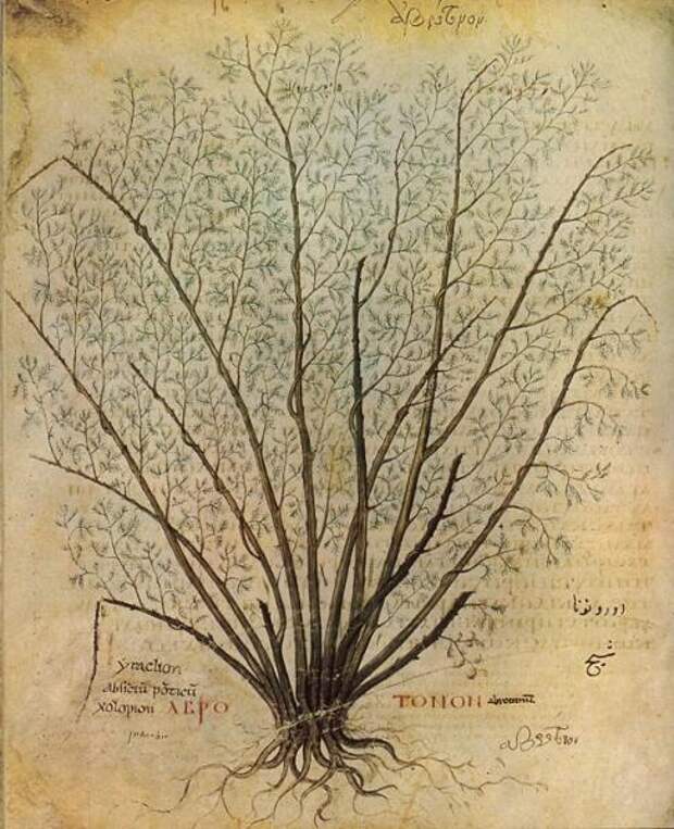 Полынь лечебная. Ботаническая иллюстрация из манускрипта VI века De materia medica, копии сочинения античного врача и натуралиста Диоскорида