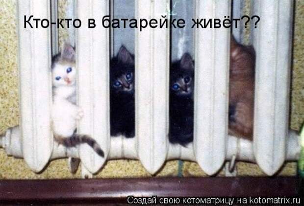 Лучшие котоматрицы недели (50 фото)