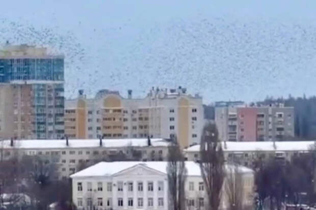 Губернатор Гладков удивился поведению птиц при воздушной опасности