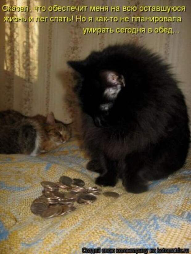 Лучшие котоматрицы недели