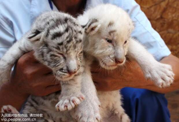 В китайском заповеднике собака стала кормилицей для четырех тигрят