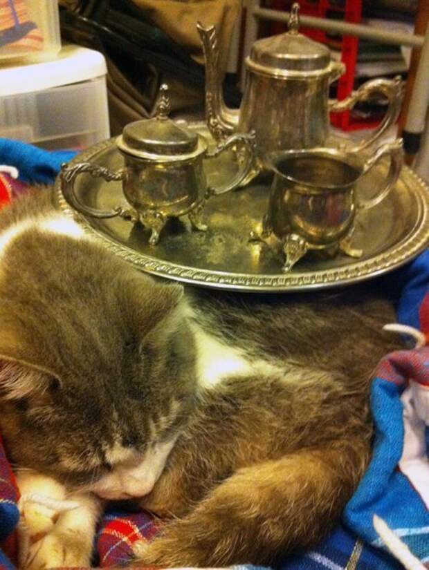 Кошки,постигшие дзен кошки, приколы, смешные кошки, юмор.