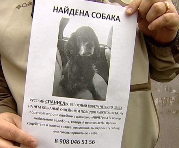 Челябинский полицейский спас из-под колес авто породистого пса