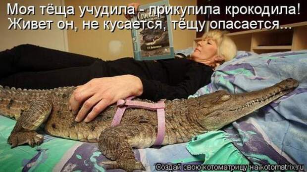 Котоматрицы (картинки с надписями)