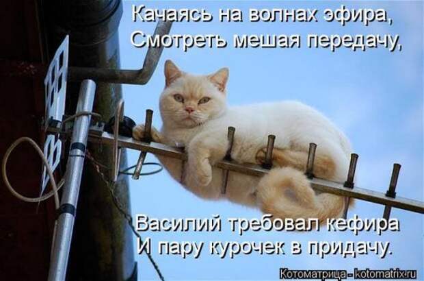 Котоматрицы (картинки с надписями)